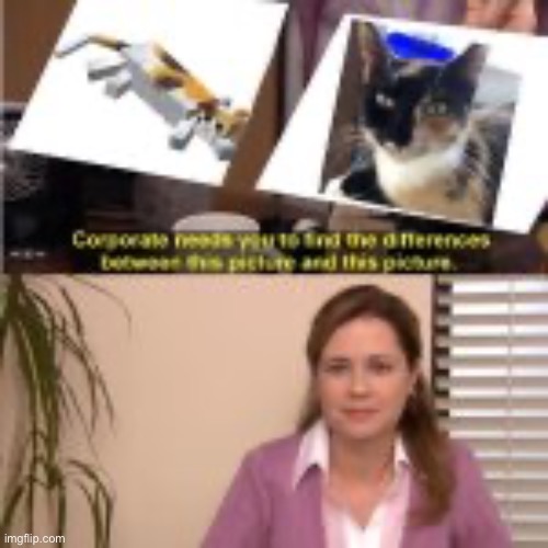 My adorable cat Lilah | image tagged in cat,pie,fly | made w/ Imgflip meme maker