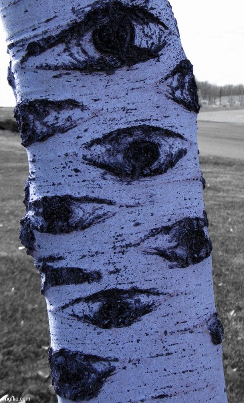 Birch Tree | image tagged in birch tree | made w/ Imgflip meme maker