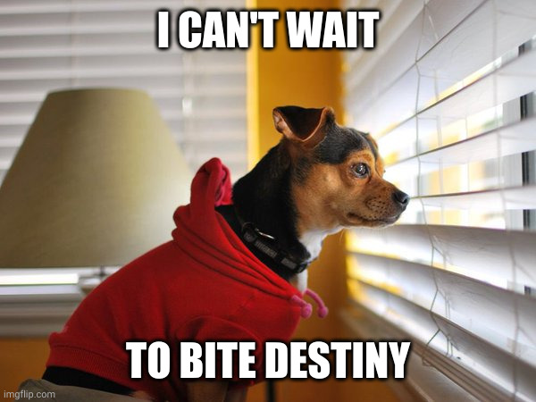 Destiny barks for no one | I CAN'T WAIT; TO BITE DESTINY | image tagged in me waiting for my amazon package,dog,window,red sweater,memes,destiny | made w/ Imgflip meme maker