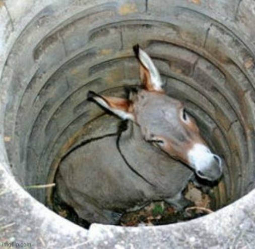 Donkey in a hole | image tagged in donkey in a hole | made w/ Imgflip meme maker