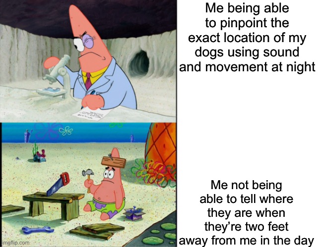 They have black fur | Me being able to pinpoint the exact location of my dogs using sound and movement at night; Me not being able to tell where they are when they’re two feet away from me in the day | image tagged in smart patrick vs dumb patrick | made w/ Imgflip meme maker