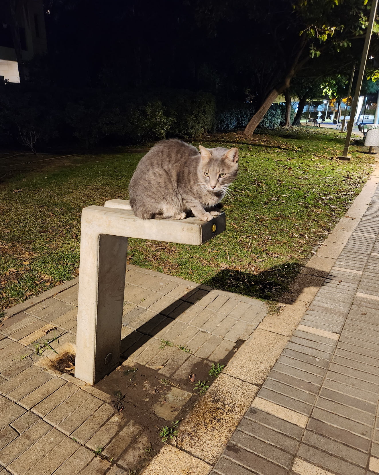 High Quality Cat waiting at night Blank Meme Template