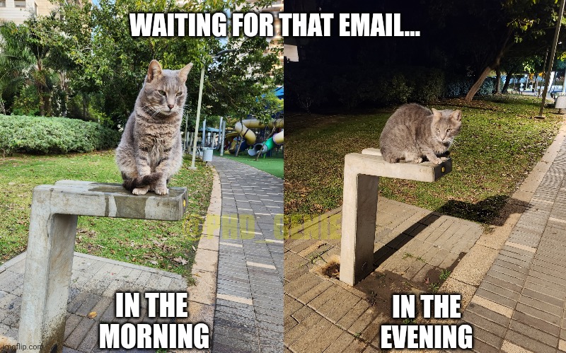 Waiting for the email | WAITING FOR THAT EMAIL... @PHD_GENIE; IN THE 
MORNING; IN THE 
EVENING | image tagged in cat waiting,cat waiting at night | made w/ Imgflip meme maker
