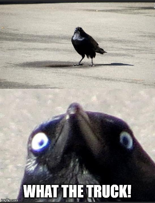 insanity crow | WHAT THE TRUCK! | image tagged in insanity crow | made w/ Imgflip meme maker