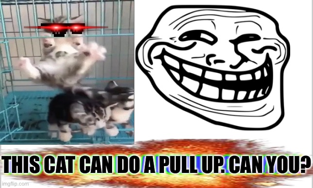 This cat is OP! | THIS CAT CAN DO A PULL UP. CAN YOU? THIS CAT CAN DO A PULL UP. CAN YOU? THIS CAT CAN DO A PULL UP. CAN YOU? | image tagged in funny,cool | made w/ Imgflip meme maker