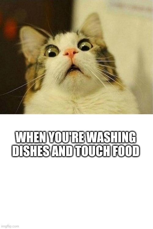 WHEN YOU'RE WASHING DISHES AND TOUCH FOOD | image tagged in memes,scared cat,blank white template | made w/ Imgflip meme maker