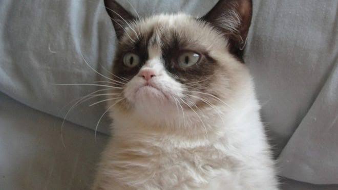 Facebook grumpy cat compatable Blank Meme Template