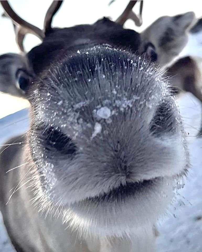 Reindeer closeup Blank Meme Template