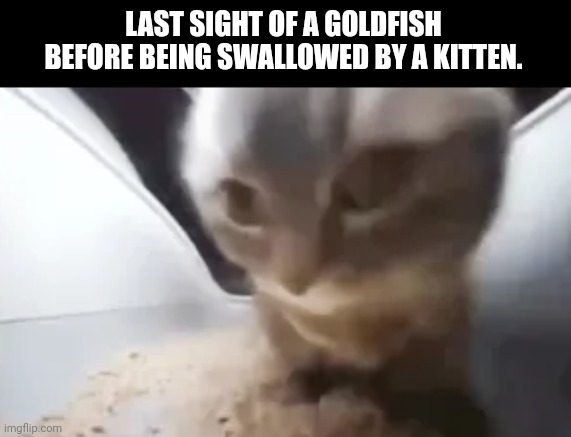 LAST SIGHT OF A GOLDFISH BEFORE BEING SWALLOWED BY A KITTEN. | image tagged in memes,cat,fishy | made w/ Imgflip meme maker