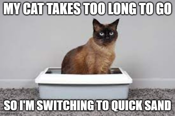 meme by Brad using quick sand in cat litter box | MY CAT TAKES TOO LONG TO GO; SO I'M SWITCHING TO QUICK SAND | image tagged in cat memes,humor,cats | made w/ Imgflip meme maker