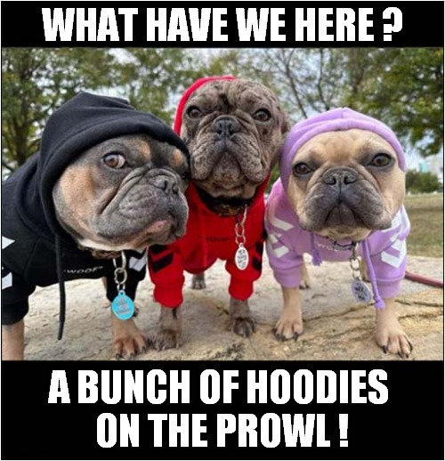 Scary Pugs ! | WHAT HAVE WE HERE ? A BUNCH OF HOODIES 
ON THE PROWL ! | image tagged in dogs,pugs,scary,hoodies | made w/ Imgflip meme maker