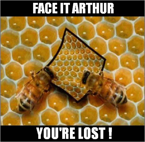 One Disorientated Bee ! | FACE IT ARTHUR; YOU'RE LOST ! | image tagged in bees,lost | made w/ Imgflip meme maker