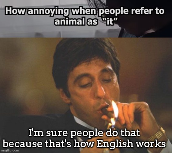 My English teacher said referring to animals as "he" or "she" is a mistake | I'm sure people do that because that's how English works | image tagged in scarface serious | made w/ Imgflip meme maker