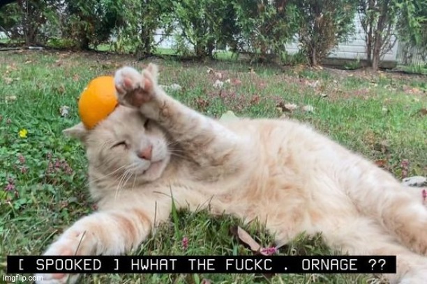 Repost if ornage | image tagged in cat,silly,orange | made w/ Imgflip meme maker