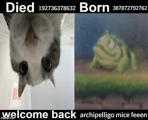 They have made a 360 degree improvement!!!!!!! | 387872792762; 192736378632; archipelligo mice feeen | image tagged in born died welcome back,yay,people who read tags are awesome,w u,archipelligo mice feen | made w/ Imgflip meme maker