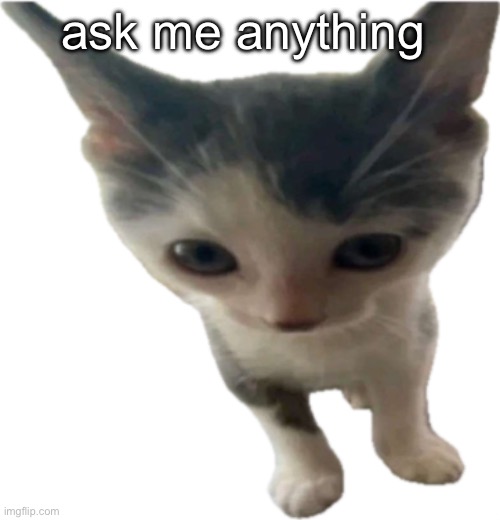 bartholomäus gilbert jr | ask me anything | image tagged in bartholom us gilbert jr | made w/ Imgflip meme maker