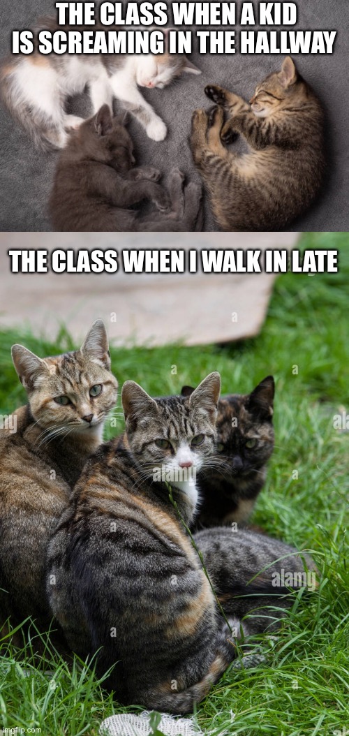 Classroom be like | THE CLASS WHEN A KID IS SCREAMING IN THE HALLWAY; THE CLASS WHEN I WALK IN LATE | image tagged in school meme | made w/ Imgflip meme maker