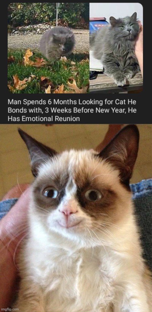 Cat reunion | image tagged in memes,grumpy cat happy,cats,cat,reunion,new year's | made w/ Imgflip meme maker