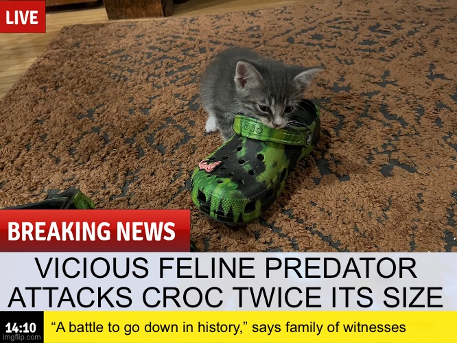 VICIOUS FELINE PREDATOR ATTACKS CROC TWICE ITS SIZE; “A battle to go down in history,” says family of witnesses | image tagged in cat,cute kitten,crocs,kitten,breaking news | made w/ Imgflip meme maker