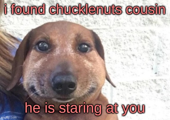 he is staring at you | i found chucklenuts cousin; he is staring at you | image tagged in he is staring at you | made w/ Imgflip meme maker