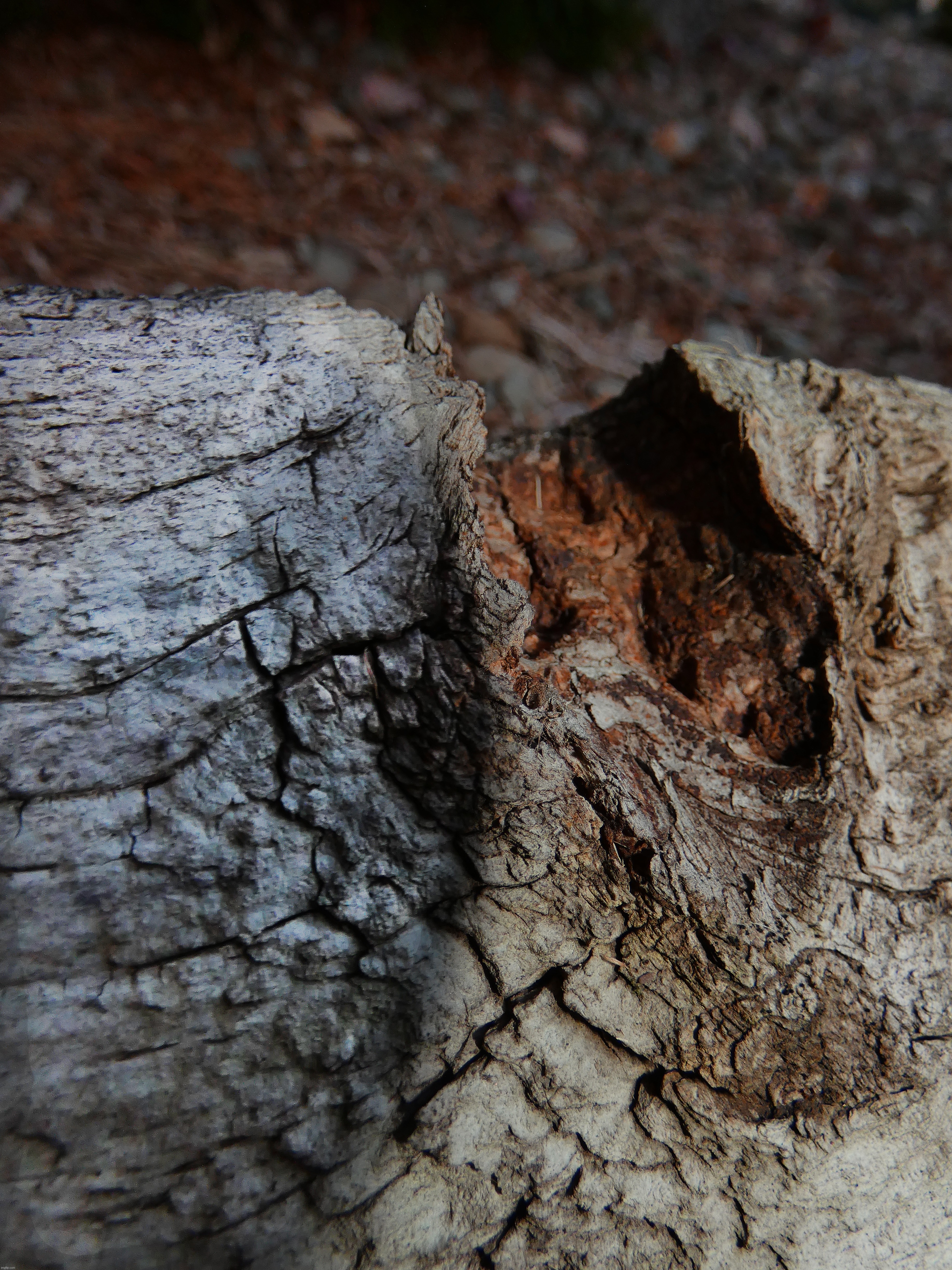 Wood Divot | image tagged in share your own photos,photography,lumix fz80 | made w/ Imgflip meme maker