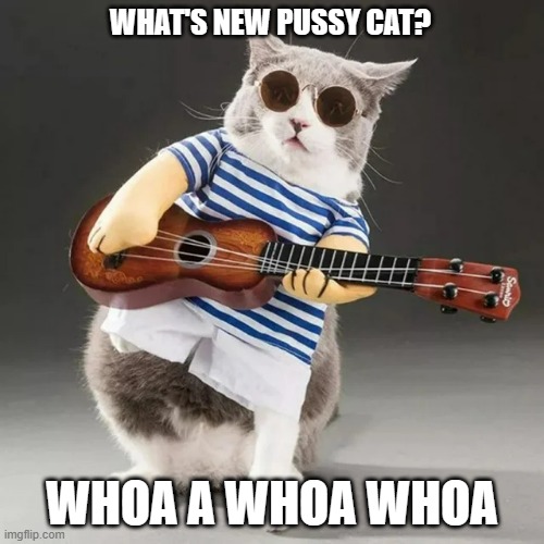 meme by Brad What's new pussy cat | WHAT'S NEW PUSSY CAT? WHOA A WHOA WHOA | image tagged in cat memes,cats,funny cats,funny cat memes | made w/ Imgflip meme maker