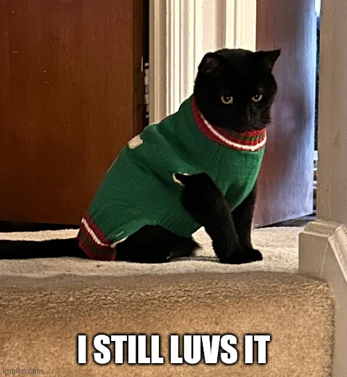 Baby still likes the sweater | I STILL LUVS IT | image tagged in cats,christmas sweater | made w/ Imgflip meme maker