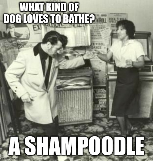 Daddy Rabbit memes | WHAT KIND OF DOG LOVES TO BATHE? A SHAMPOODLE | image tagged in funny,rock and roll,dogs | made w/ Imgflip meme maker