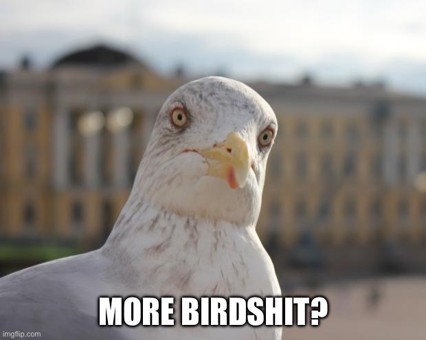 MORE BIRDSHIT? | image tagged in arrogant seagull | made w/ Imgflip meme maker