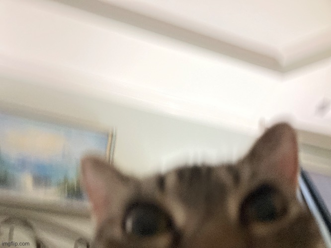 cat | made w/ Imgflip meme maker