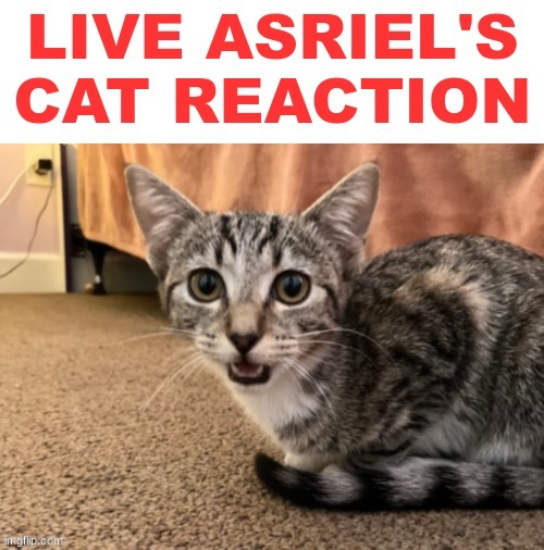 Live Asriel's cat reaction | image tagged in live asriel's cat reaction | made w/ Imgflip meme maker