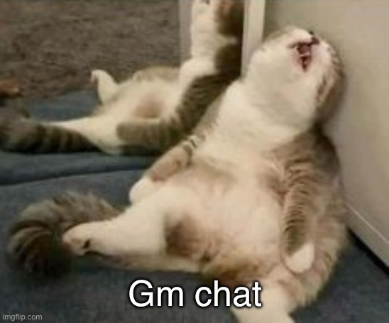 Tired cat | Gm chat | image tagged in tired cat | made w/ Imgflip meme maker