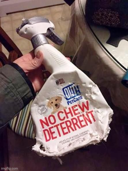 The no chew deterrent got chewed | made w/ Imgflip meme maker