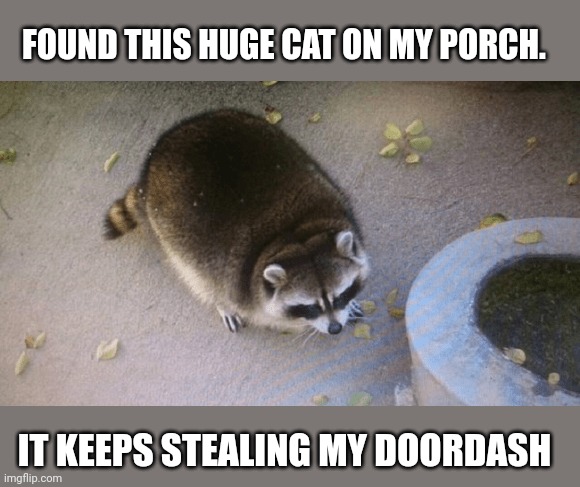 Stop biting me! | FOUND THIS HUGE CAT ON MY PORCH. IT KEEPS STEALING MY DOORDASH | image tagged in i call,the big one,bitey,cute cat | made w/ Imgflip meme maker