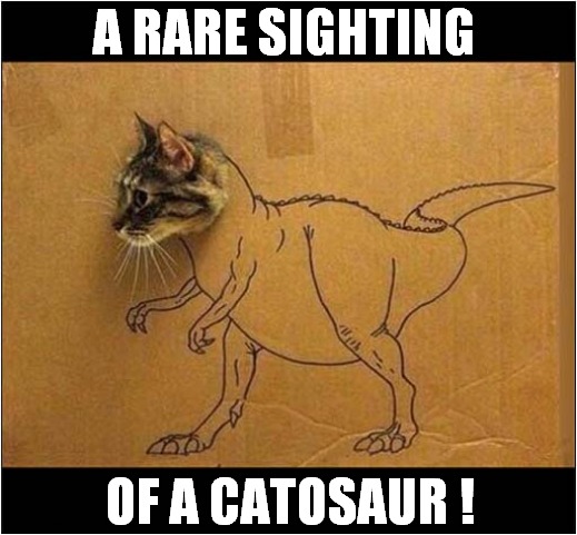 Scary Dinosaur ! | A RARE SIGHTING; OF A CATOSAUR ! | image tagged in cats,boxes,dinosaur | made w/ Imgflip meme maker