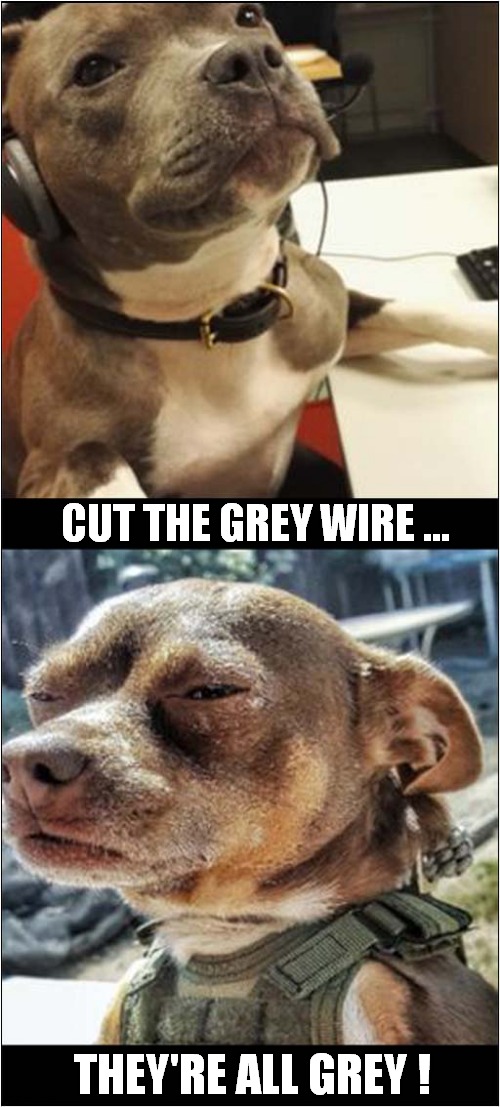The Problem With The K9 Bomb Squad ! | CUT THE GREY WIRE ... THEY'RE ALL GREY ! | image tagged in dogs,bombs,colour blind | made w/ Imgflip meme maker