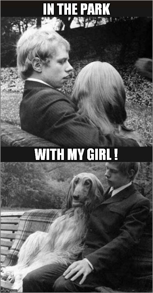 Not What It Seems ! | IN THE PARK; WITH MY GIRL ! | image tagged in dogs,park,bench | made w/ Imgflip meme maker
