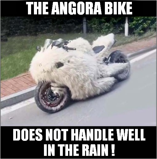 Do Not Try This At Home ! | THE ANGORA BIKE; DOES NOT HANDLE WELL
IN THE RAIN ! | image tagged in motorcycle,angora,rain | made w/ Imgflip meme maker