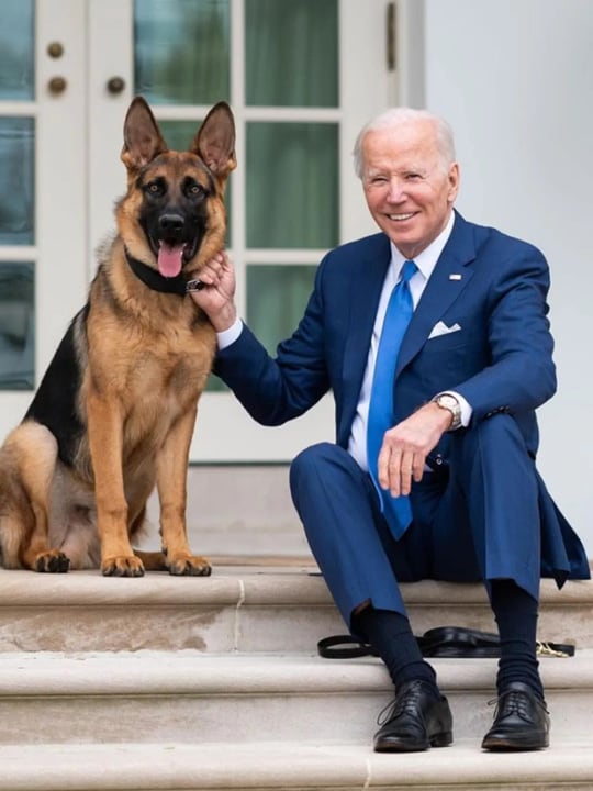 High Quality Joe Biden Dog Commander German Shepherd JPP Blank Meme Template