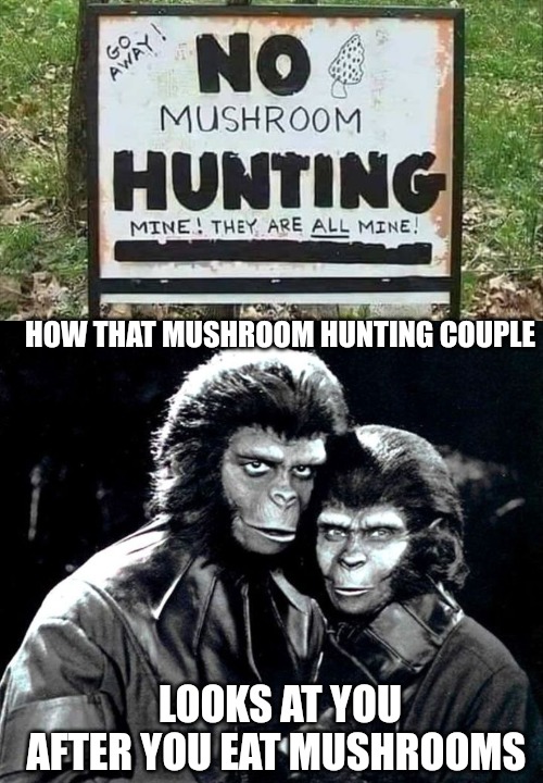 HOW THAT MUSHROOM HUNTING COUPLE; LOOKS AT YOU AFTER YOU EAT MUSHROOMS | made w/ Imgflip meme maker