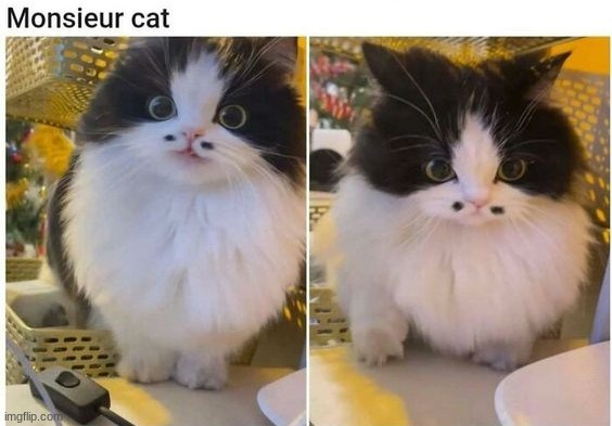 Fancy little boi | image tagged in memes,funny,cats | made w/ Imgflip meme maker