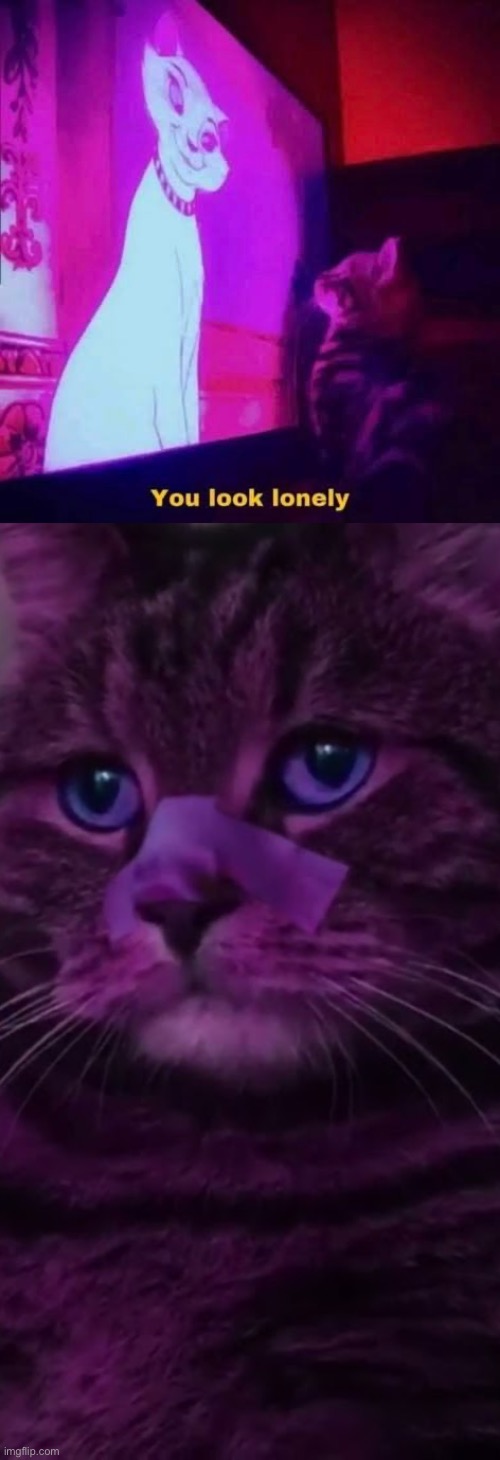 kitterally me. | made w/ Imgflip meme maker