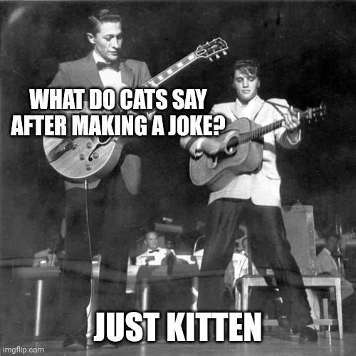 Daddy Rabbit memes | WHAT DO CATS SAY AFTER MAKING A JOKE? JUST KITTEN | image tagged in funny,cats,elvis,rock and roll | made w/ Imgflip meme maker