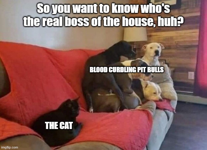 The REAL boss of the house! | So you want to know who's the real boss of the house, huh? BLOOD CURDLING PIT BULLS; THE CAT | image tagged in pit bull,black cat,who is the boss | made w/ Imgflip meme maker