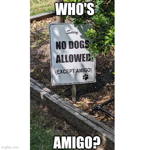 No dogs allowed | WHO'S; AMIGO? | image tagged in fun | made w/ Imgflip meme maker