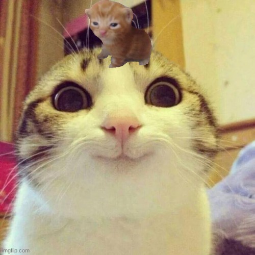 cute kitten on cat | image tagged in memes,smiling cat | made w/ Imgflip meme maker