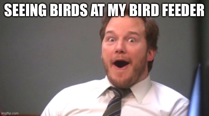 Chris Pratt Happy | SEEING BIRDS AT MY BIRD FEEDER | image tagged in chris pratt happy | made w/ Imgflip meme maker