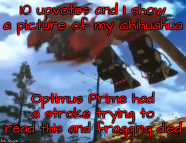 10 upvotes and I do it! | 10 upvotes and I show a picture of my chihuahua | image tagged in prime had a fragging stroke | made w/ Imgflip meme maker