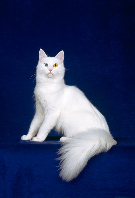 White Maine Coon Blank Meme Template