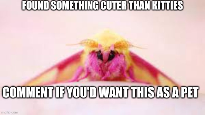 FOUND SOMETHING CUTER THAN KITTIES; COMMENT IF YOU'D WANT THIS AS A PET | made w/ Imgflip meme maker